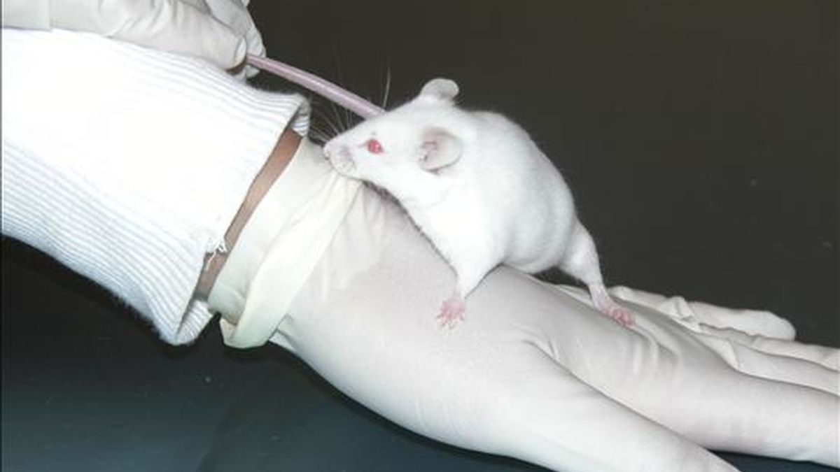 Un investigador sostiene un ratón de laboratorio. EFE/Archivo