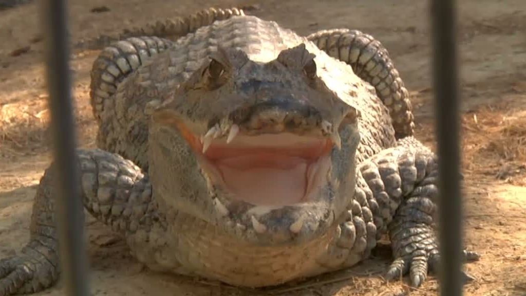 La cabra montesa y el buitre leonado despiden 'La selva en casa'