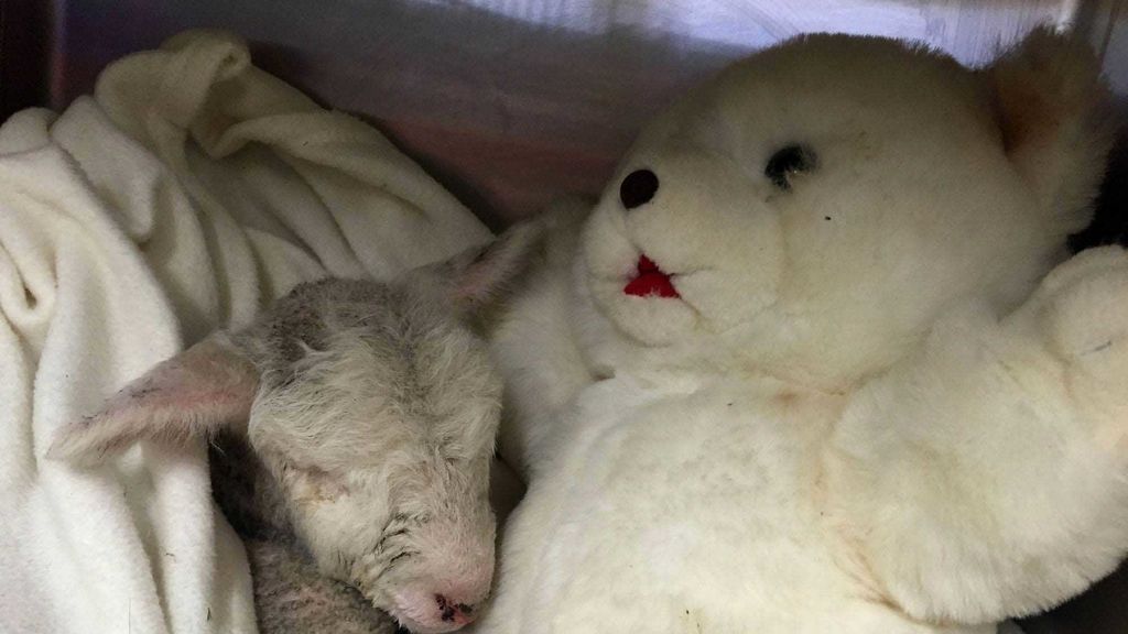 Separados de su madre al nacer, crecen al calor de un juguete