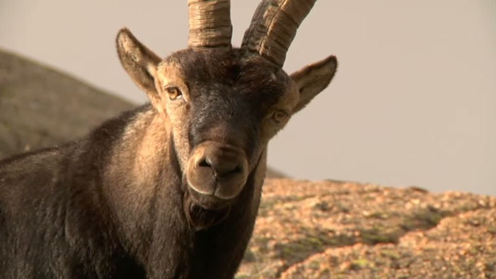 La cabra montesa y el buitre leonado despiden 'La selva en casa'