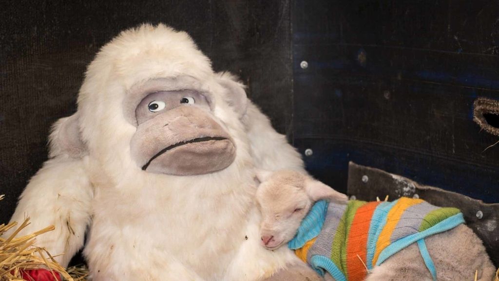 Separados de su madre al nacer, crecen al calor de un juguete