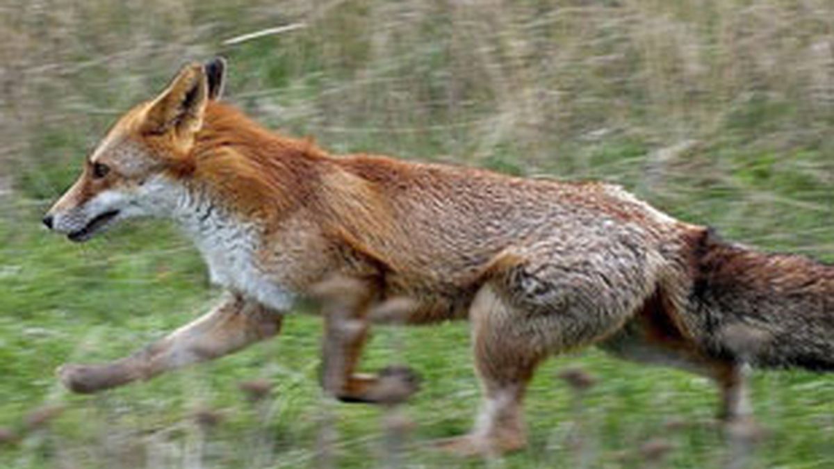 La caza de zorros es popular en Bielorrusia.