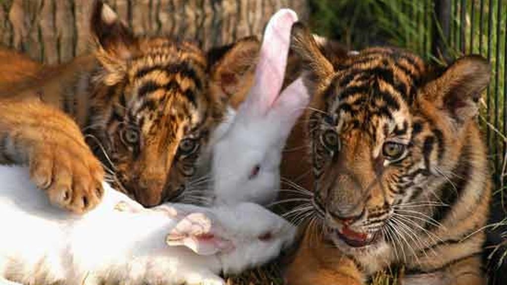 Cariño animal