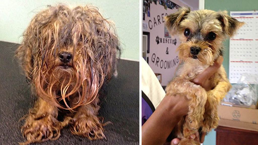 Perros antes y después de ser rescatados