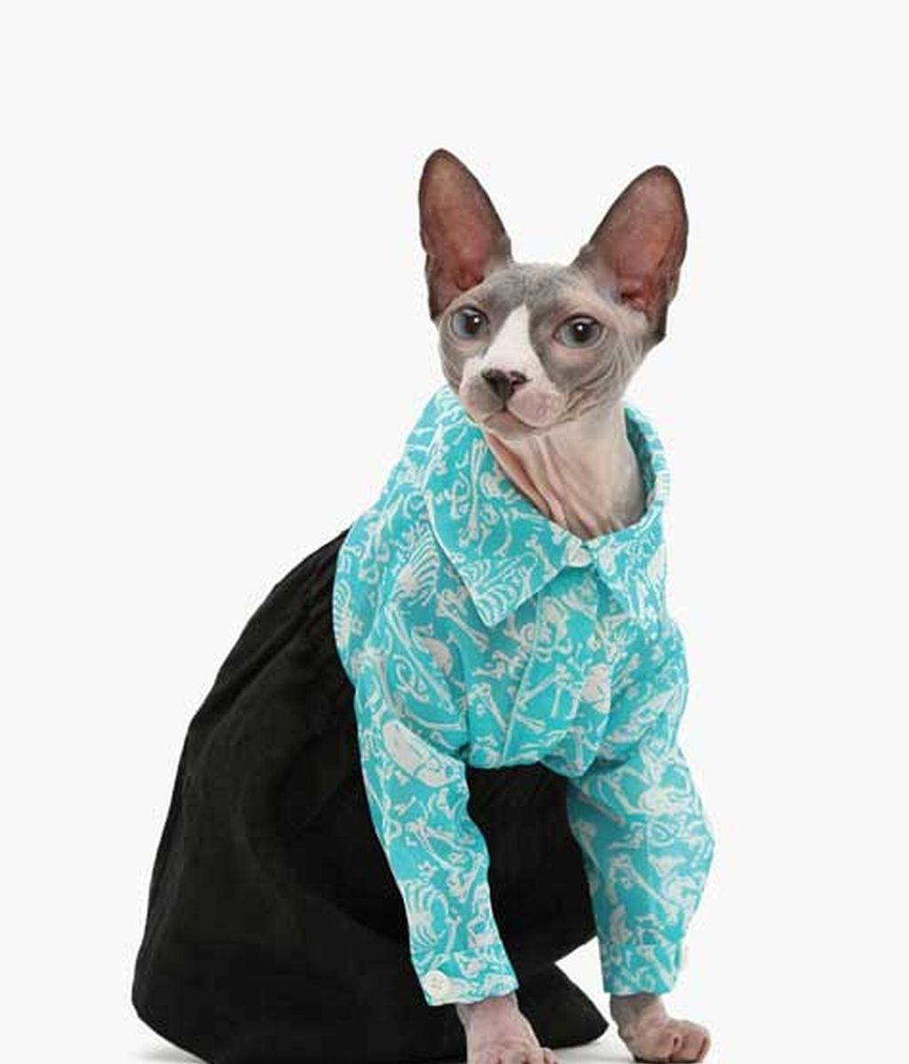 El lado más 'fashion' de los gatos