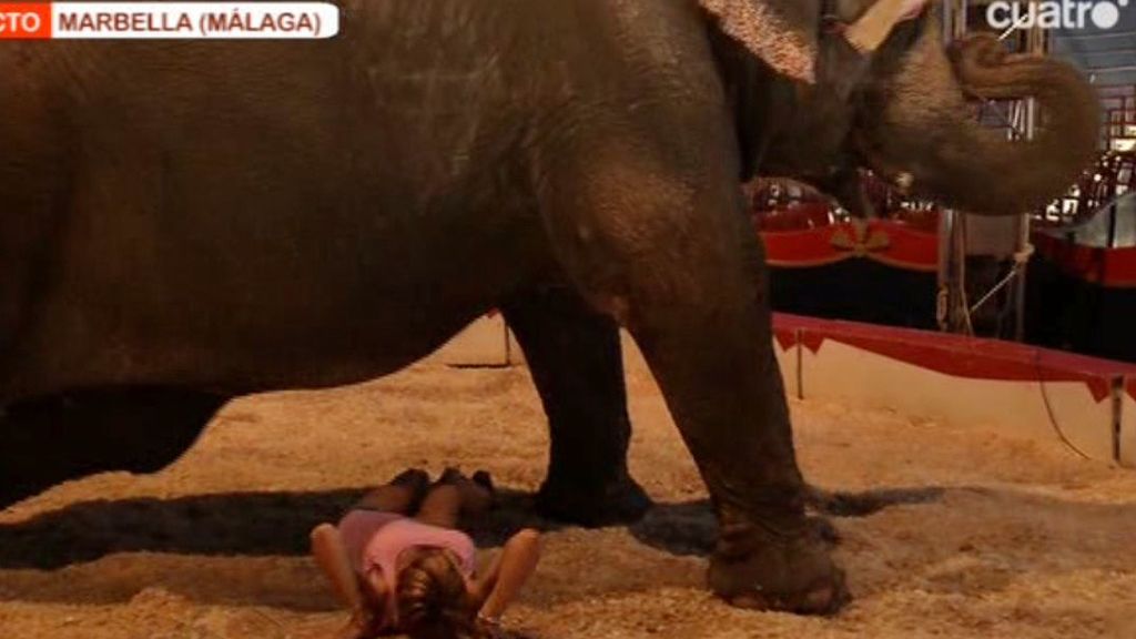 Marina se tumba bajo un elefante