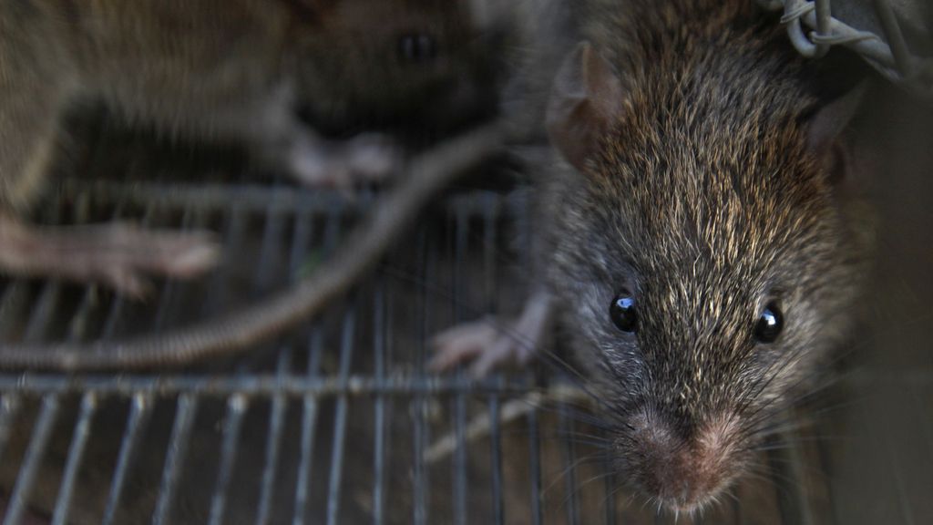 Ratas atrapadas en Bombay Ratas atrapadas en Bombay