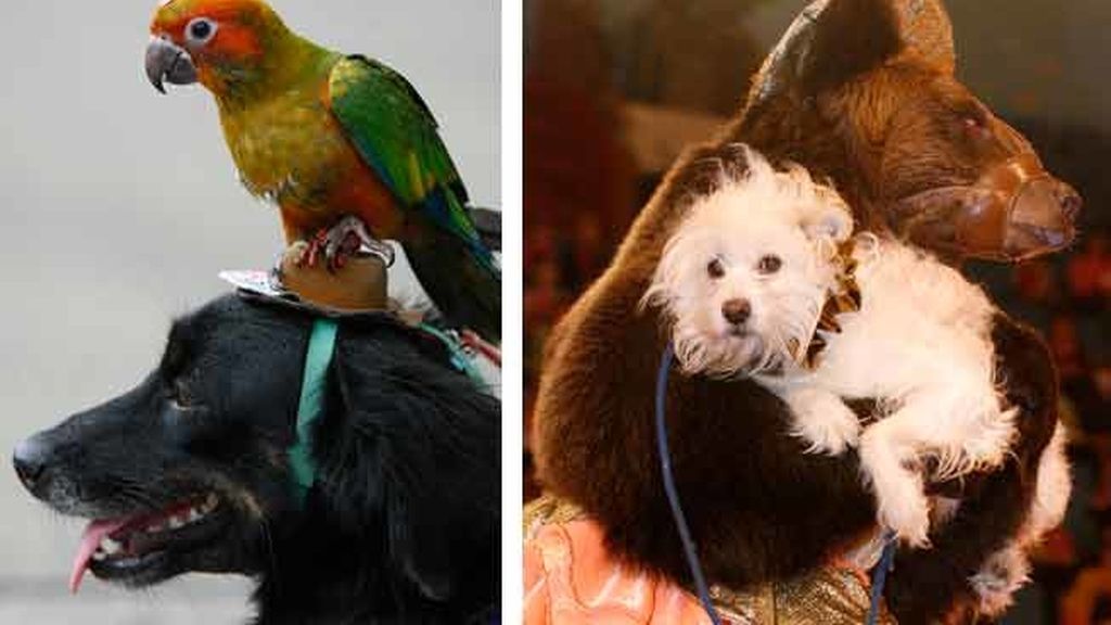 Cariño animal