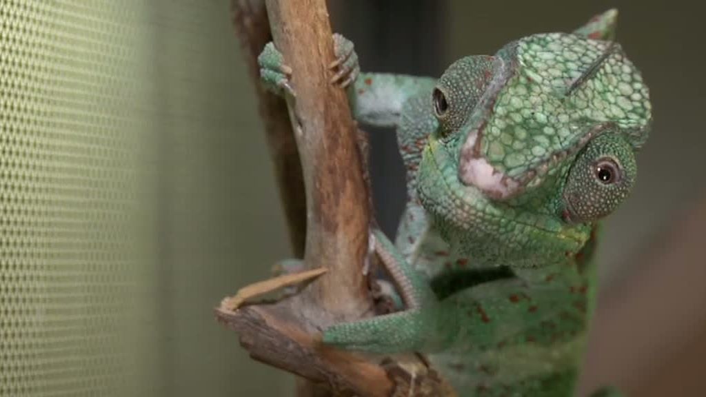 La selva en casa, Programa 4