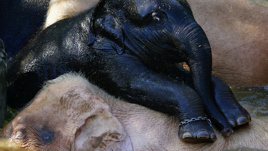 Un elefante negro entre albinos