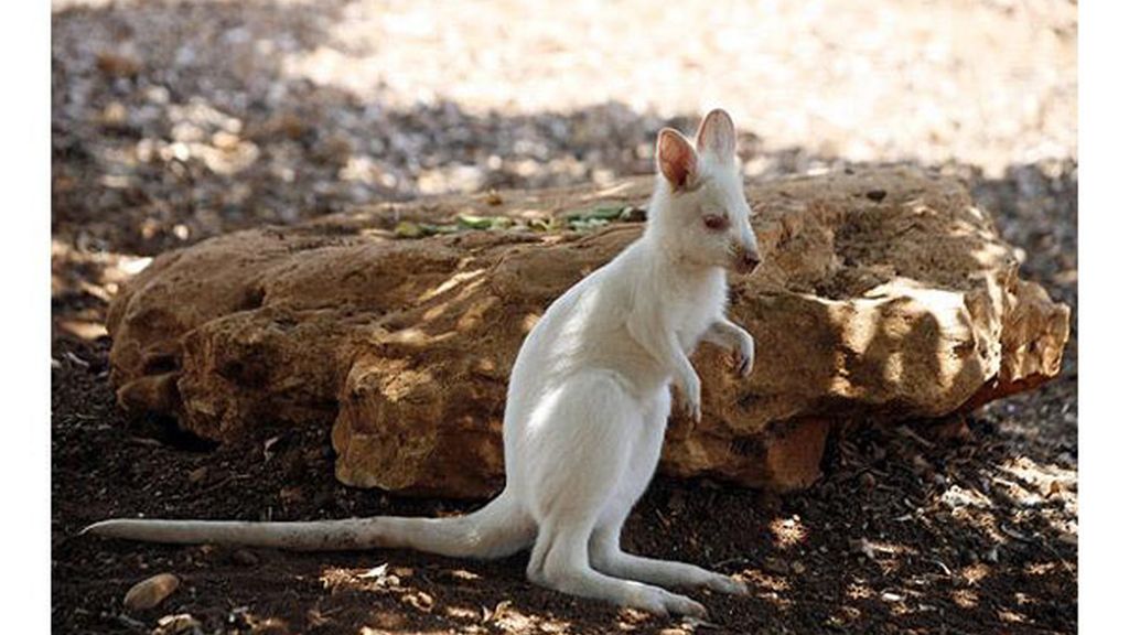 El albinismo en el mundo animal