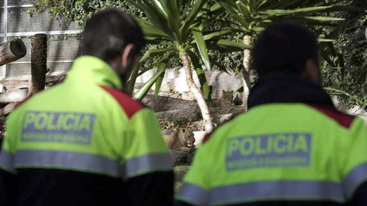 Un hombre herido por leones en el zoo de Barcelona, en estado crítico