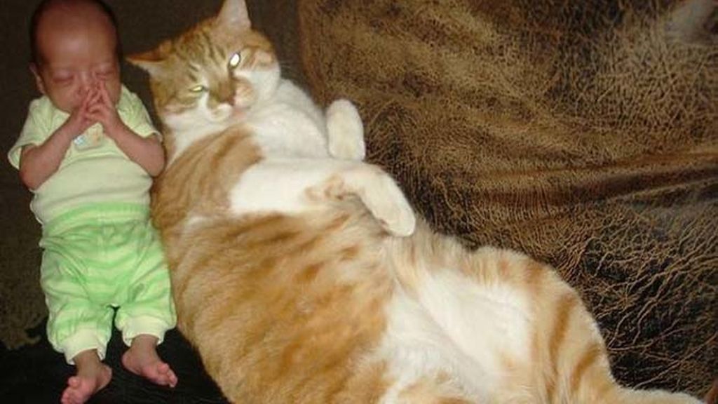 Compañeros para todo