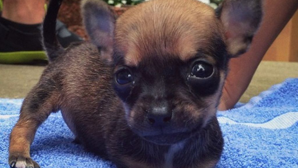Un chihuahua sin patas delanteras se hace viral en Instagram