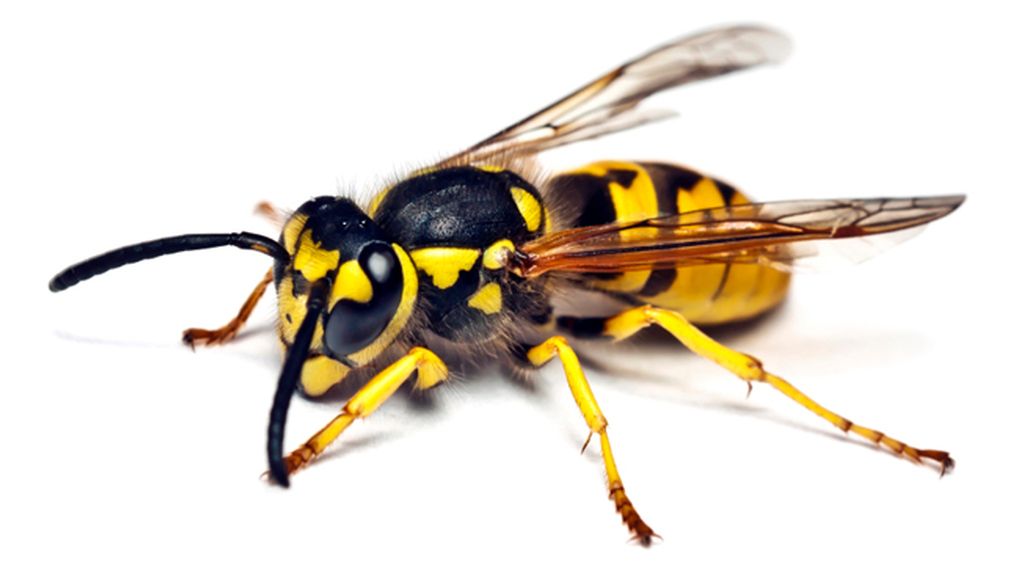 Las 10 picaduras más dolorosas 'made in Spain'