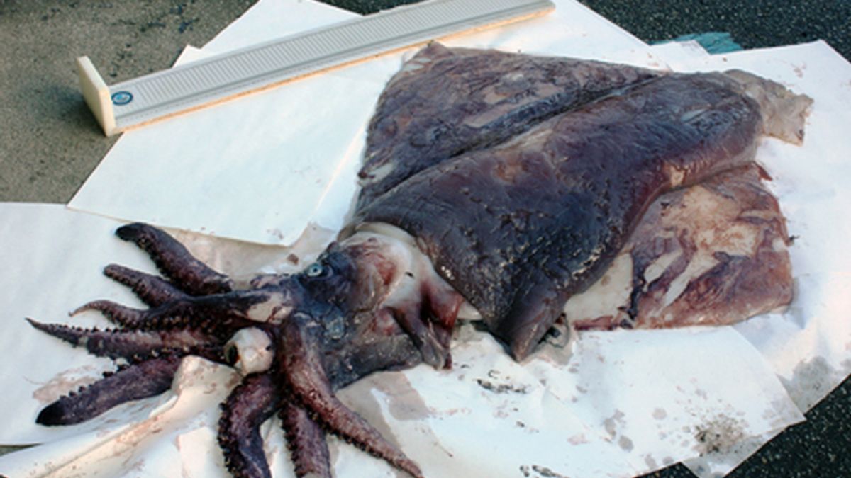Aparece en Galicia un calamar gigante de 54 kilos y más de un metro de largo