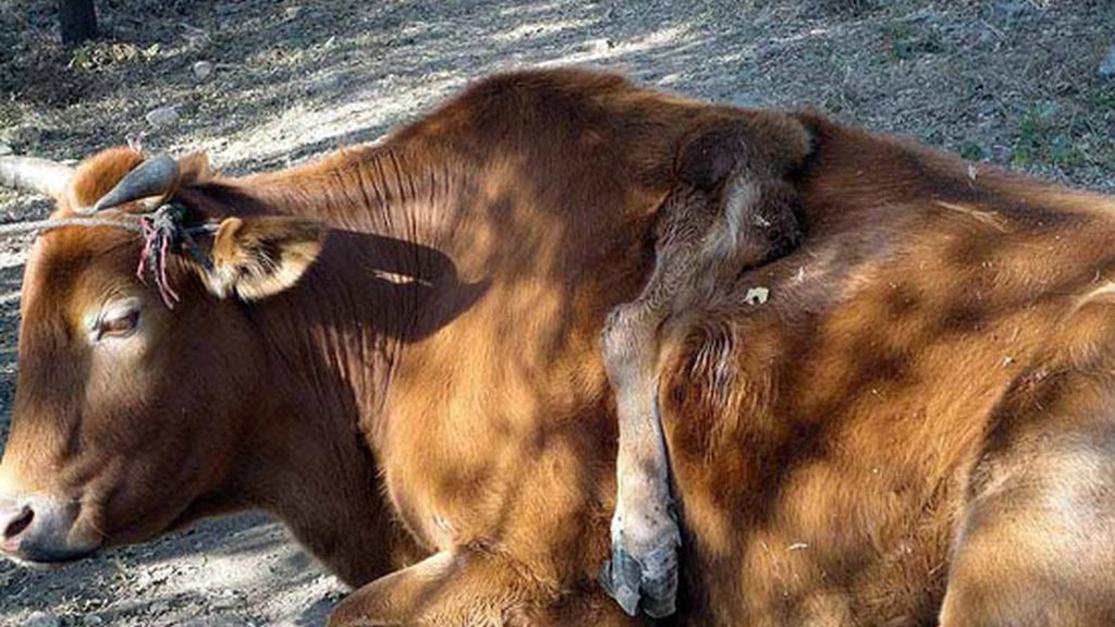 La vaca mutante