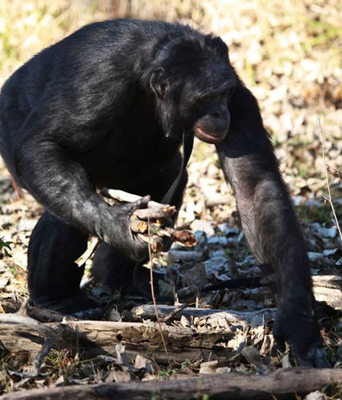 mono, chimpancé