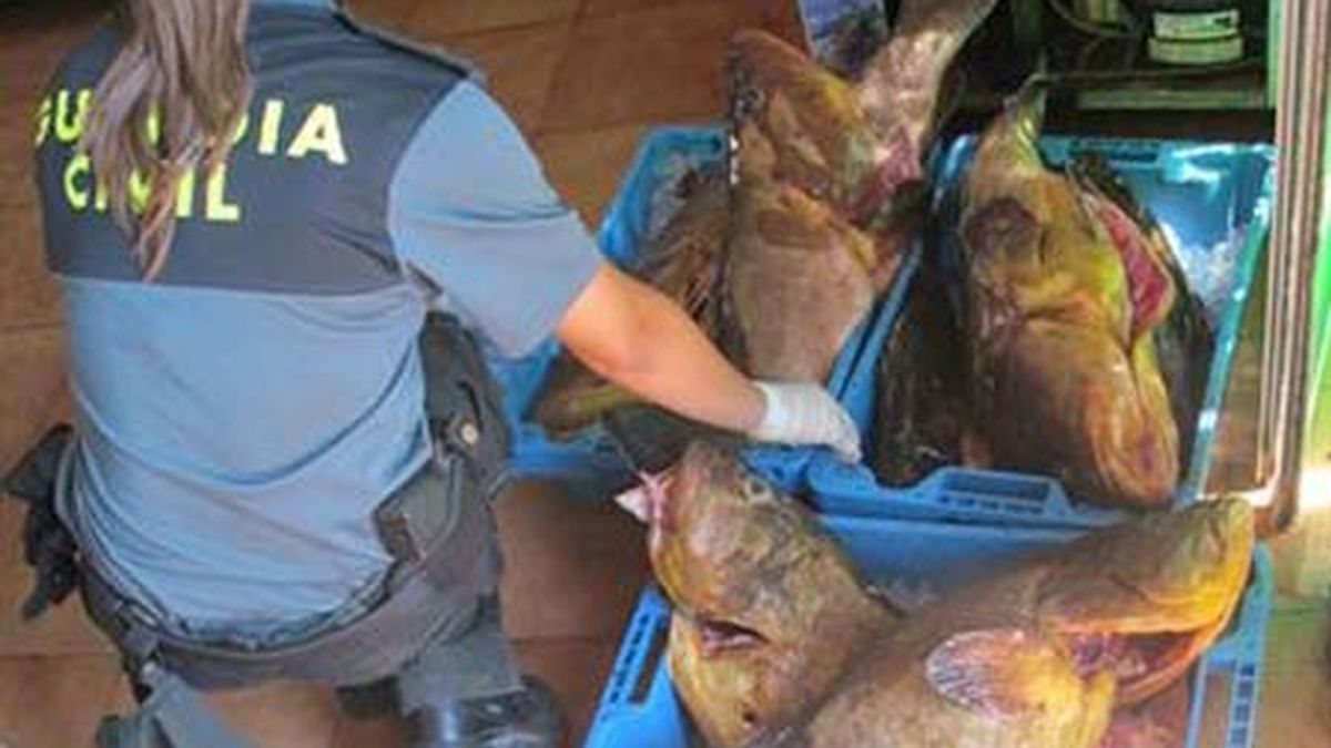 Decomisados más de 600 kilos de pescado no apto para el consumo