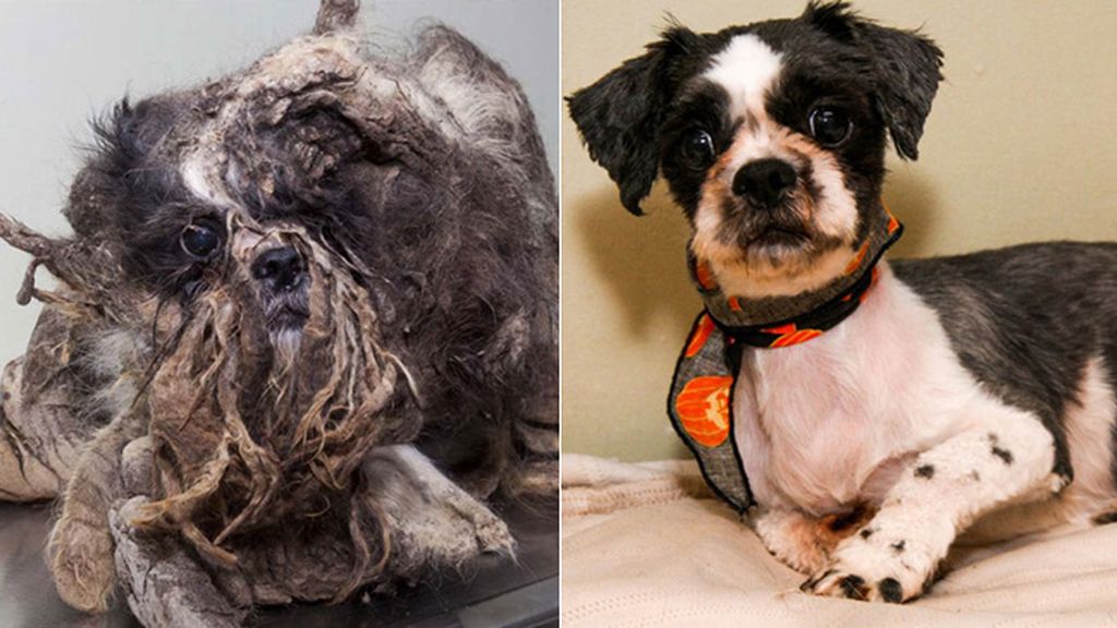 Perros antes y después de ser rescatados