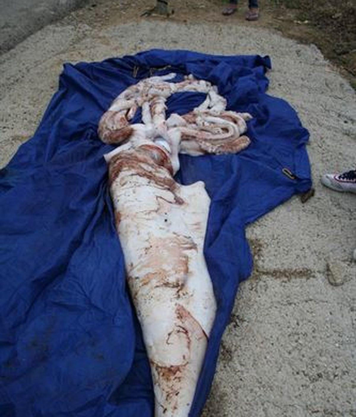 Hallan un calamar gigante de cerca de cuatro metros en una playa de Algeciras