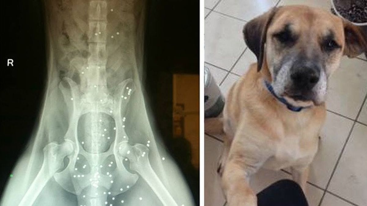 Un perro sobrevive a 50 disparos