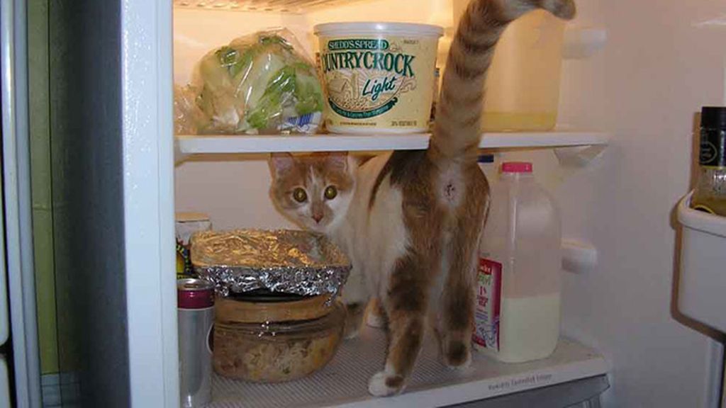 Gatitos al frigorífico