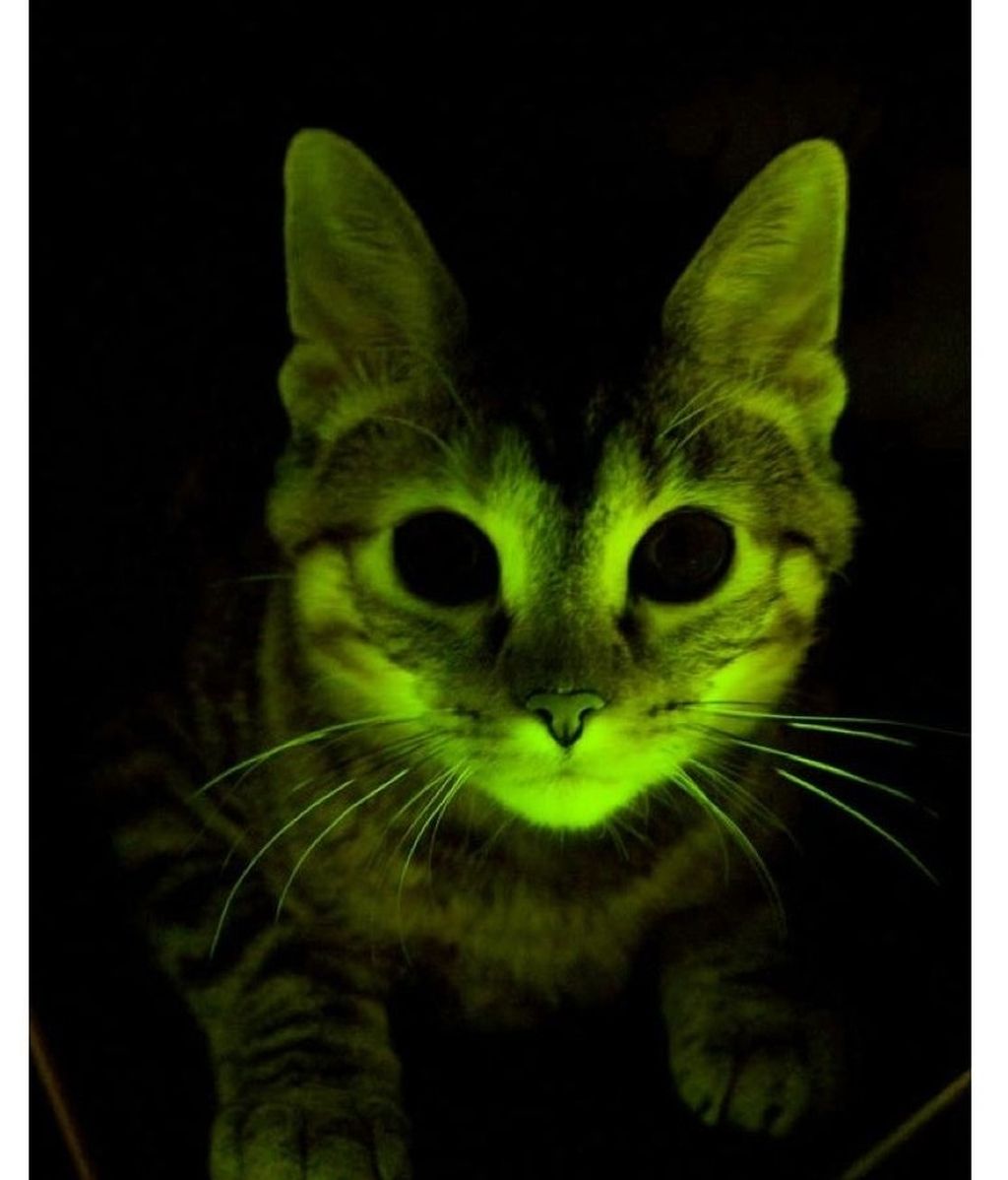 Gatos fluorescentes para combatir el VIH Gatos fluorescentes para combatir el VIH