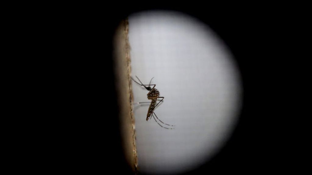 Mosquito, virus Zika