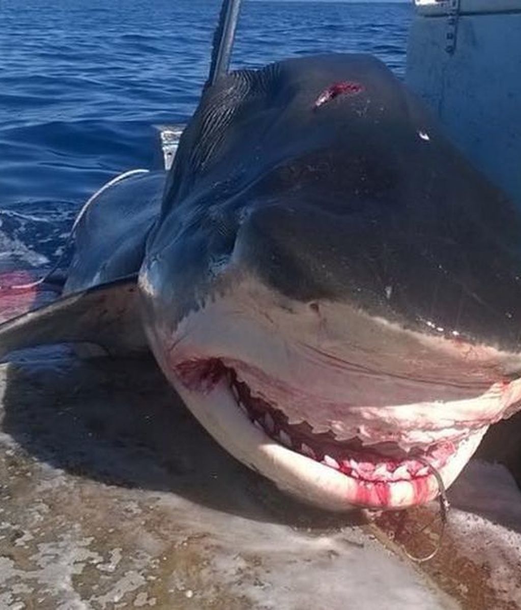 Capturan a un colosal escualo de 6 metros que se acababa de comer a un tiburón martillo