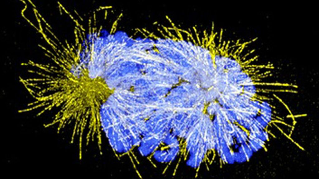 Virus, parásitos y bacterias a la vista del ojo