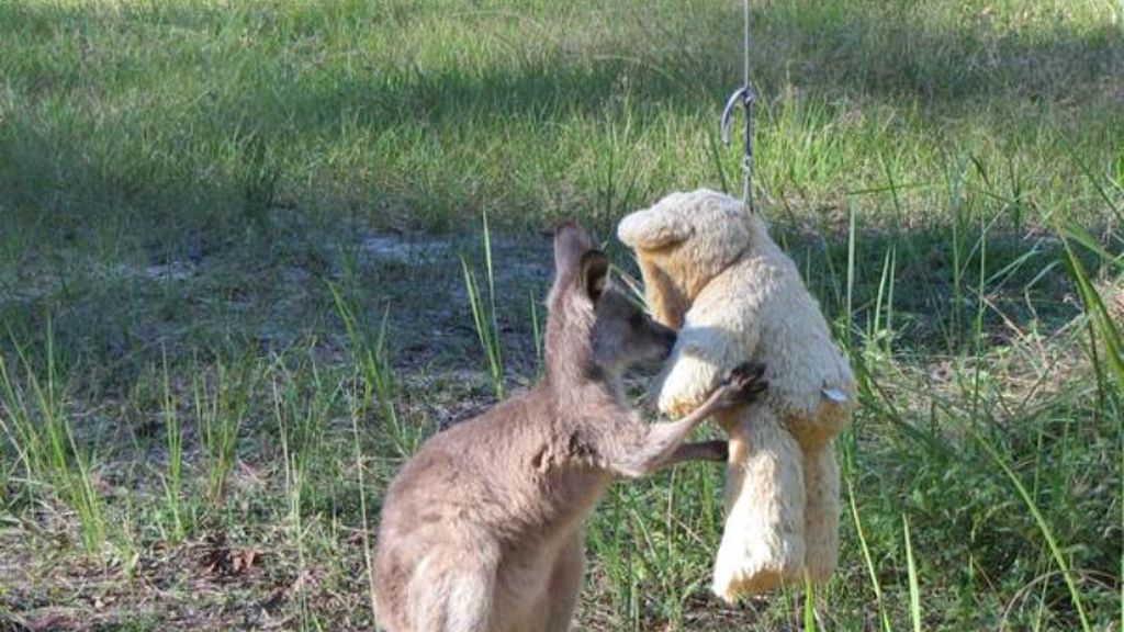 Separados de su madre al nacer, crecen al calor de un juguete