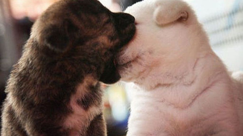 Los besos más tiernos de animales