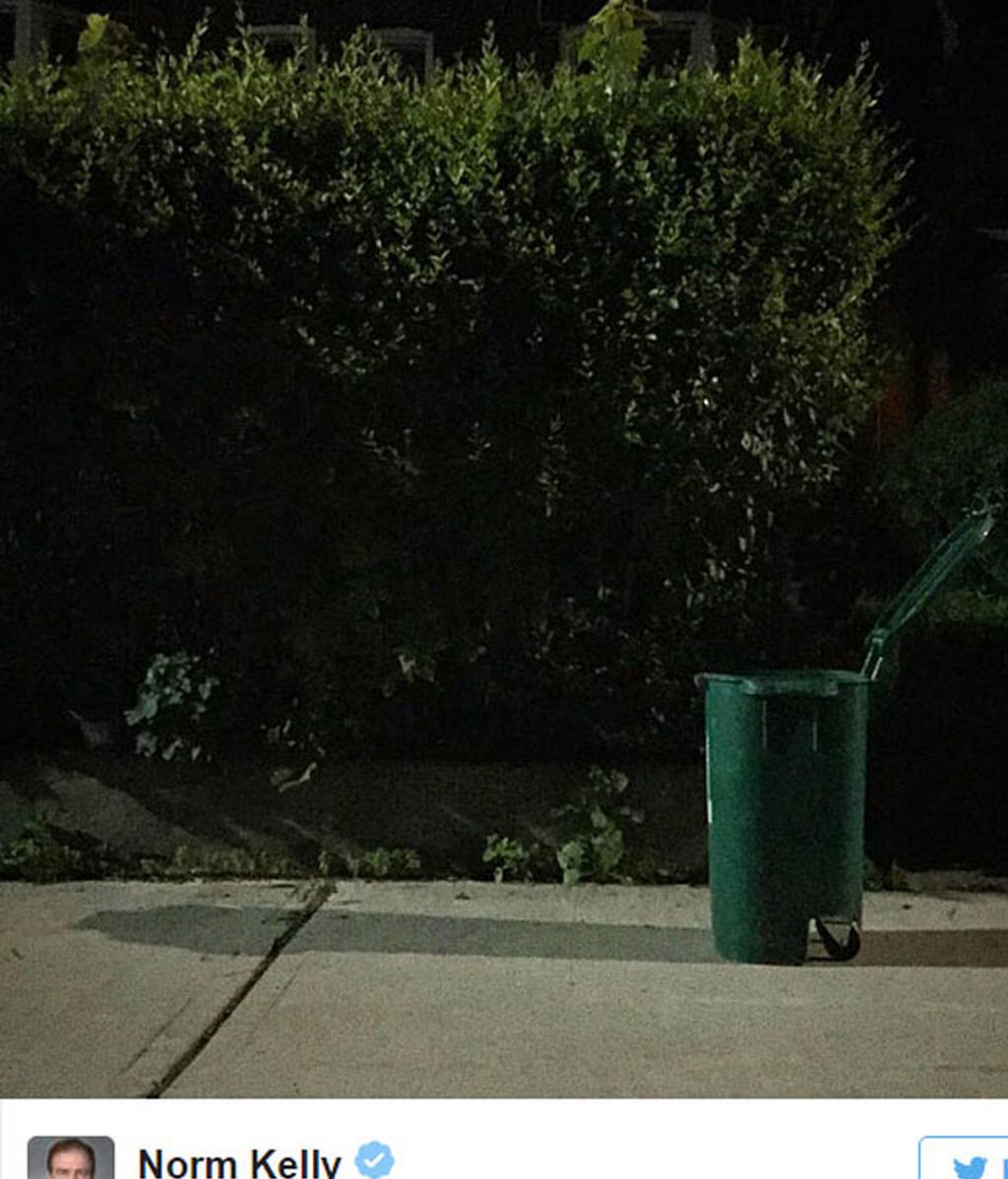 Toronto se vuelva con un animal muerto