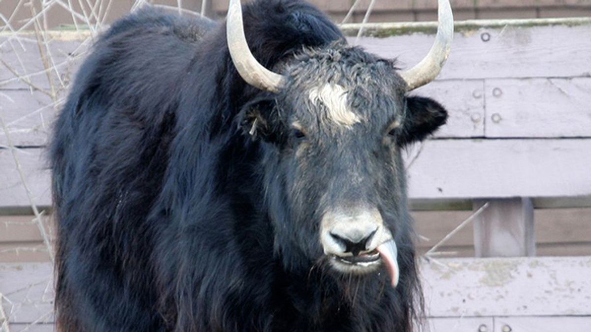 ‘Resacón en la web’: descubre que gastó miles de euros en un bisonte la noche anterior