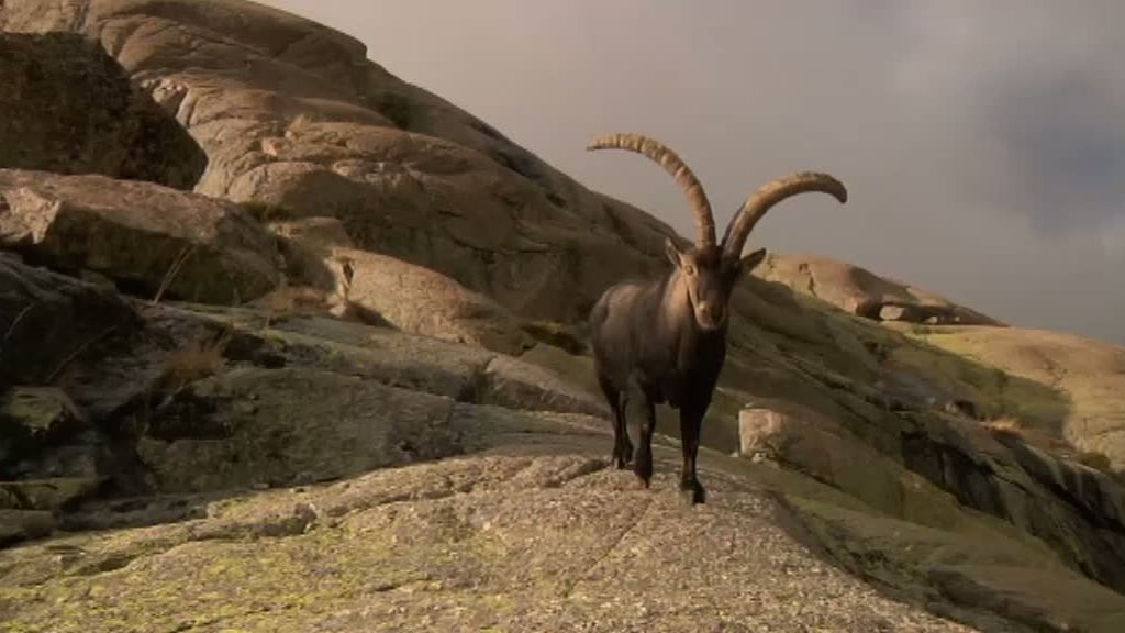 La cabra montesa y el buitre leonado despiden 'La selva en casa'