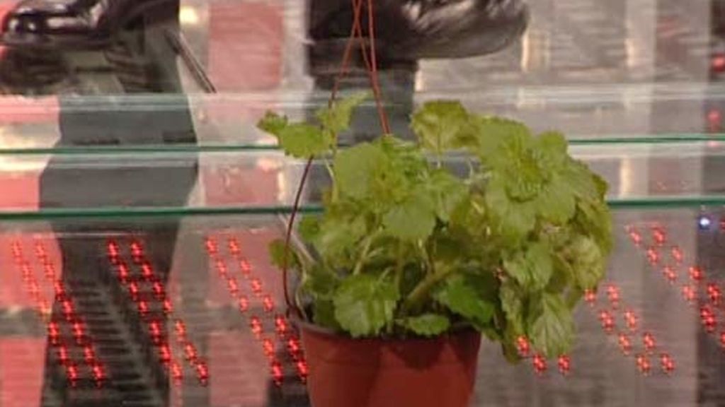 Los mejores momentos de 'La Tribu'