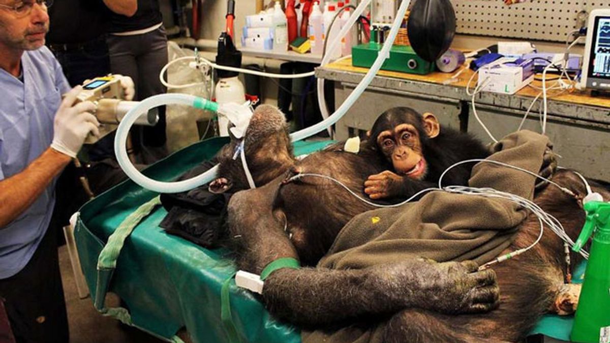 chimpancé,zoológico Aalborg,Dinamarca,operación a chimpancé,