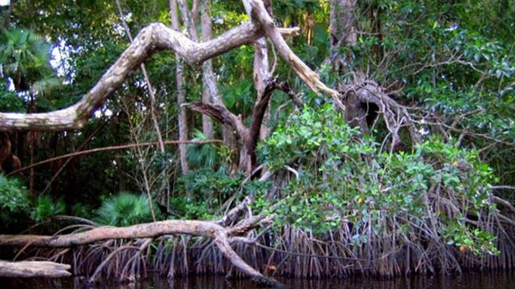 Honduras, por Mario Picazo