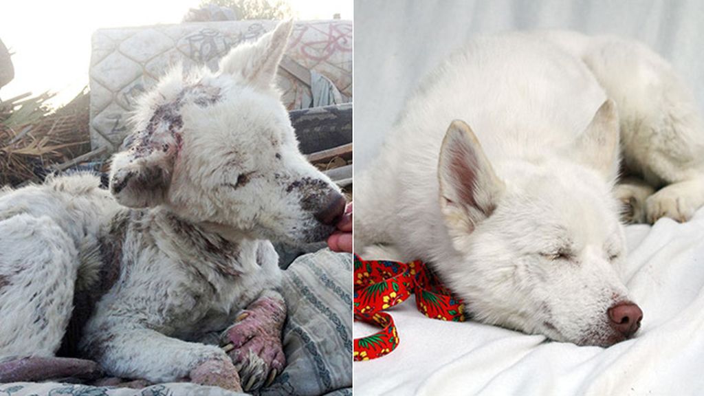 Perros antes y después de ser rescatados