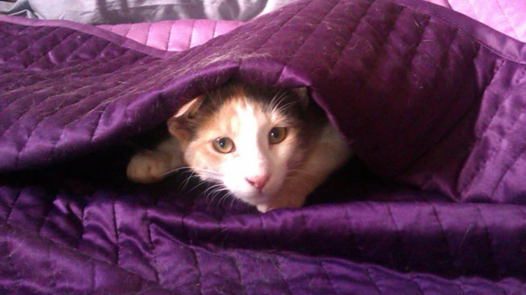 'Creo que he visto un lindo gatito'
