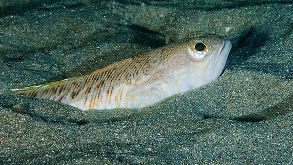 Las 10 picaduras más dolorosas 'made in Spain'