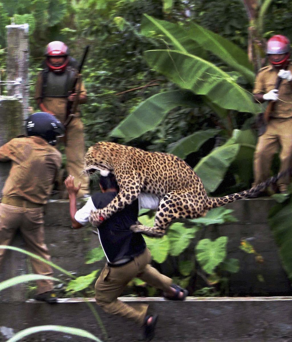 Brutal ataque de un leopardo en India
