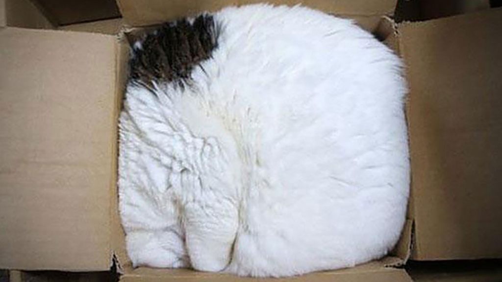 Los gatos se sienten seguros y cómodos cuando se esconden entre cartones