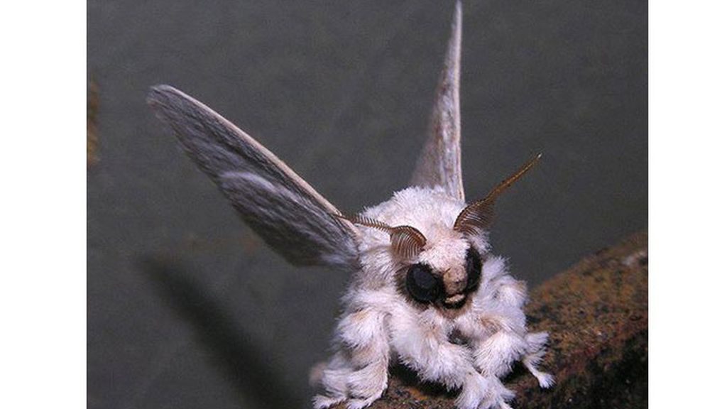 La polilla más rara del mundo