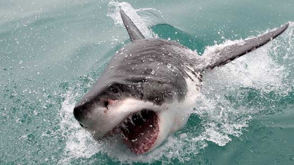 ¡Tiburón a la vista! Así es estar cara a cara con un escualo