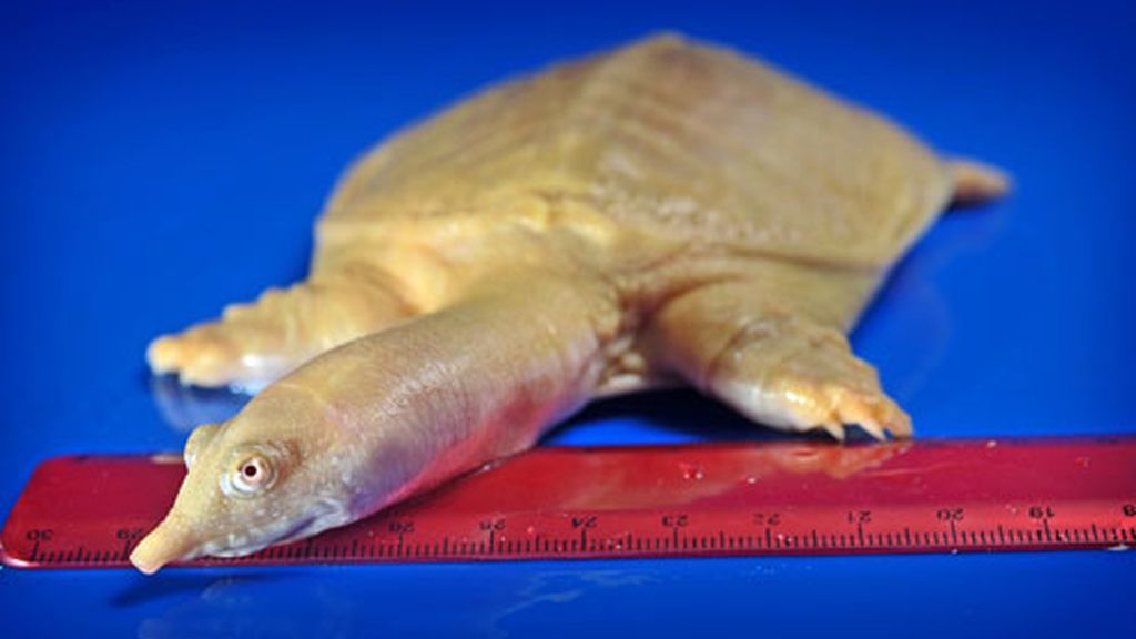 Tortugas albinas