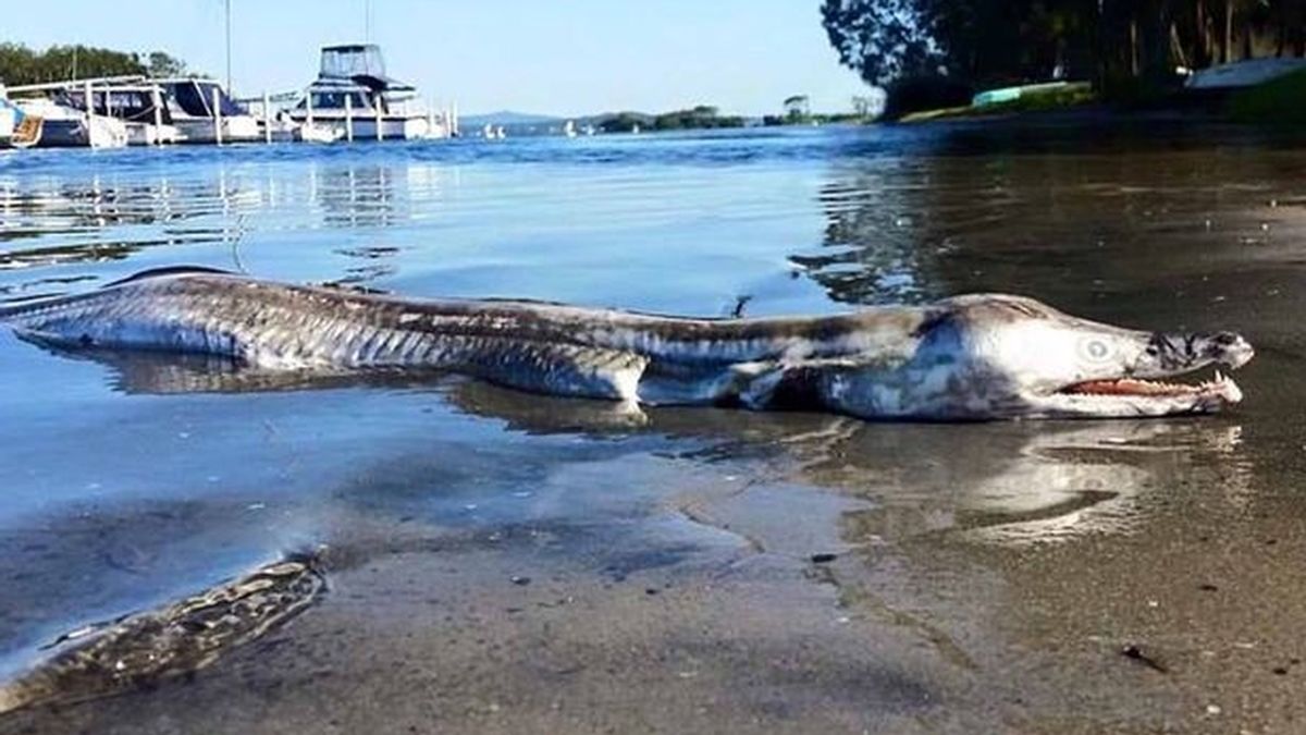 Extraña criatura acuática hallada en Australia