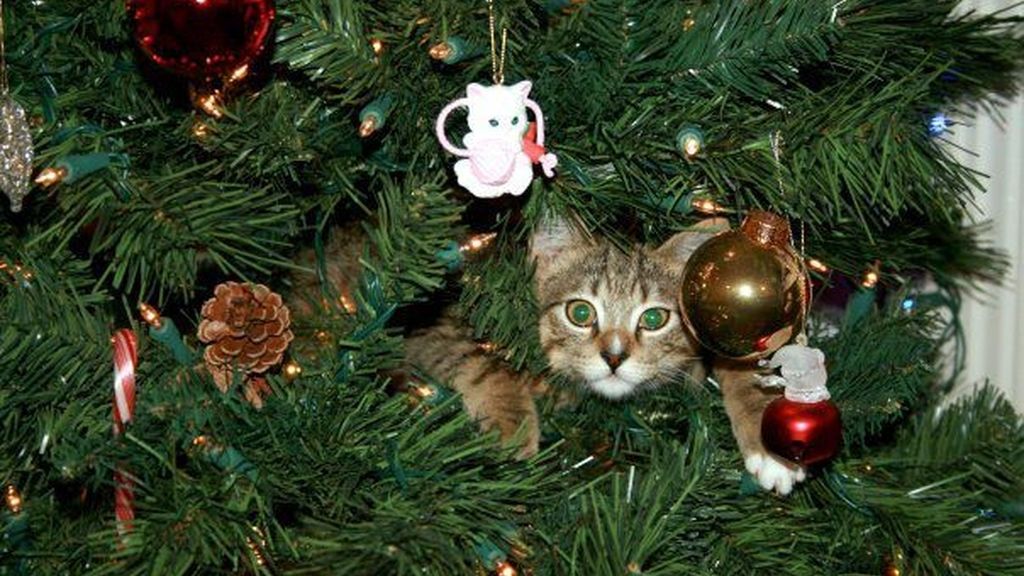 Los gatos más navideños se esconden entre abetos