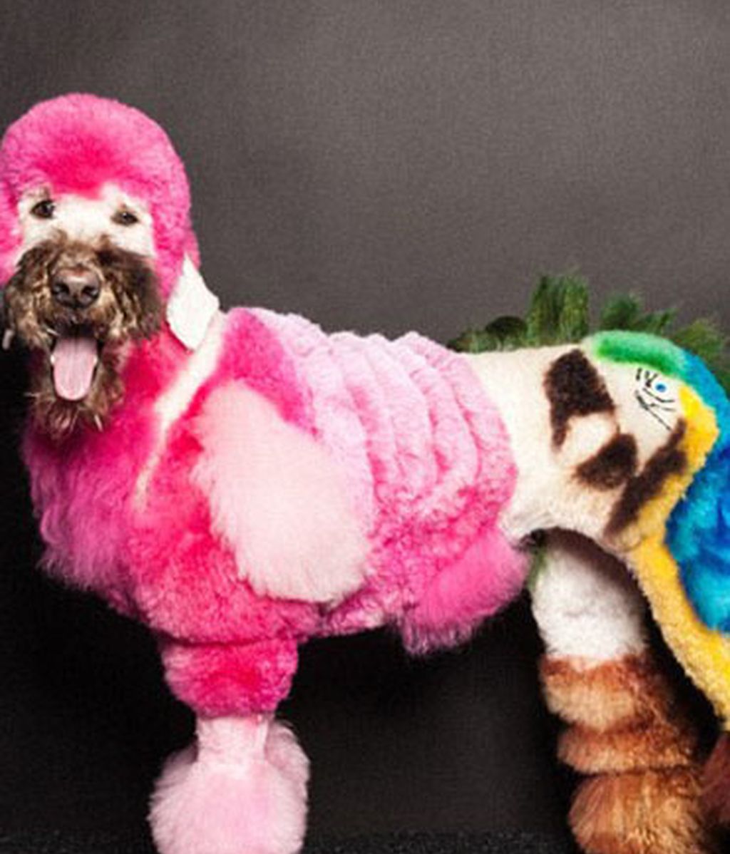 Creatividad desatada: Perros con transformaciones extremas